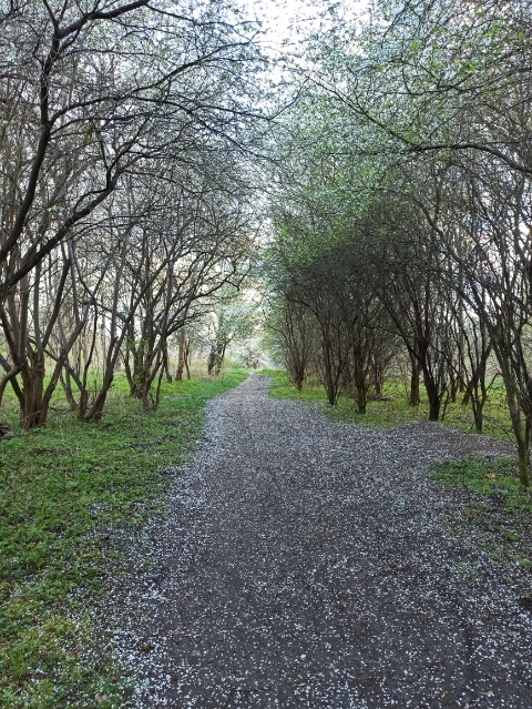 Milena Płatkiewicz.jpg